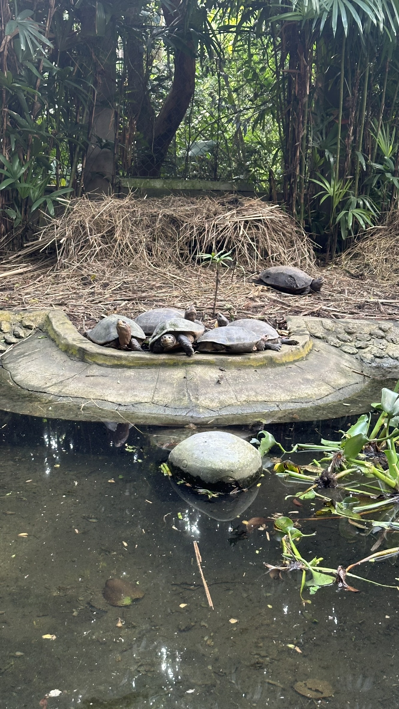 Turtle Conservation Center Habitat